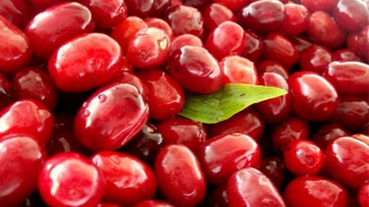 نحوه مصرف زغال اخته خشک و تازه