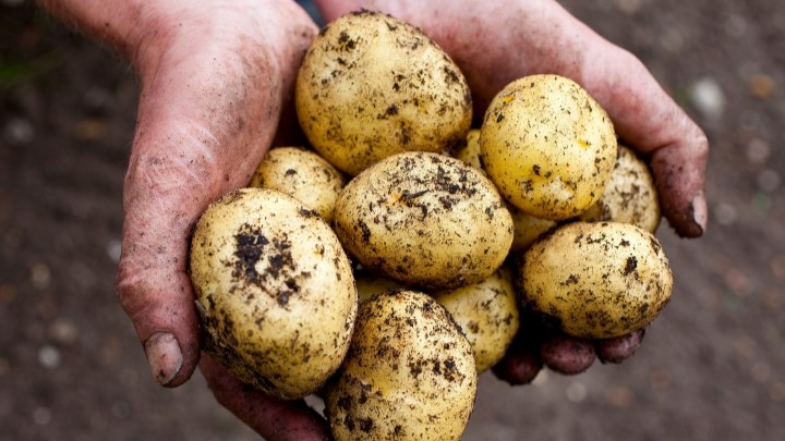 بهبود سیستم عصبی کودکان با سیب‌زمینی