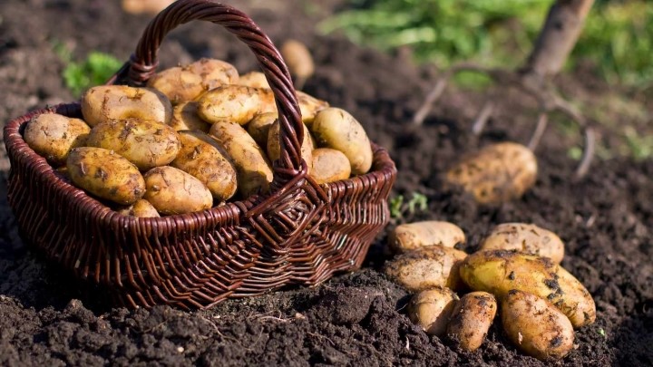 سیب‌زمینی، منبع انرژی طولانی‌مدت و پایدار را برای کودکان