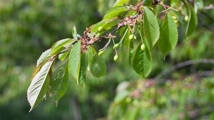 طریقه مصرف برگ گیلاس