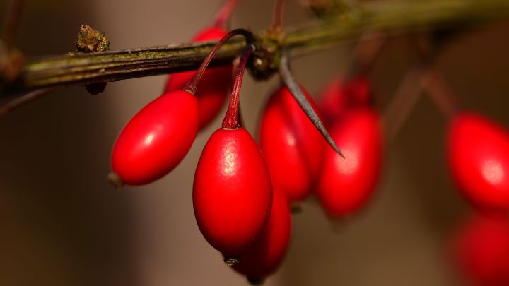 خواص بی‌نظیر زرشک