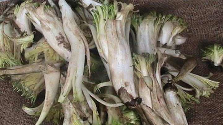 خواص کنگر برای سلامتی