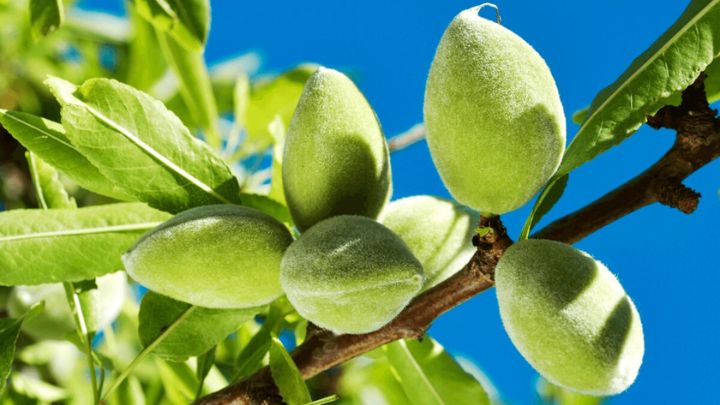 روزانه مجاز به خوردن چه مقدار چاقاله هستیم؟