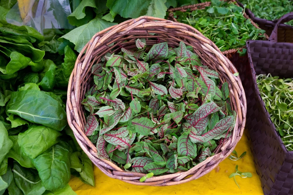 خواص بی نظیر سبزی سورل