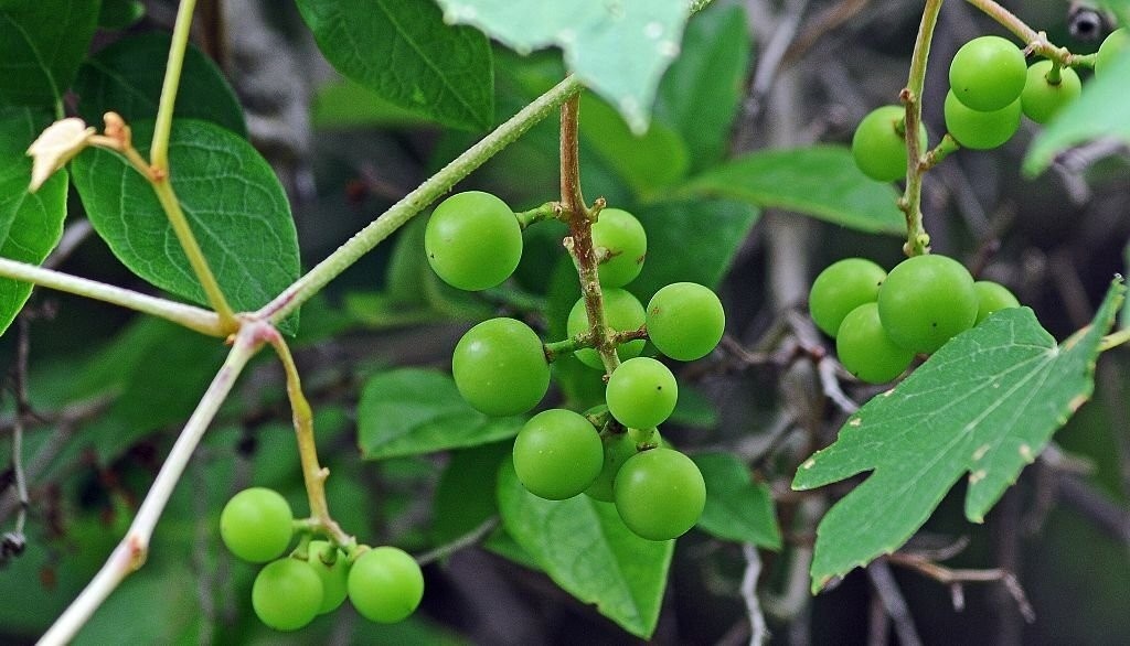 عکس از غوره و دستور تهیه رب غوره