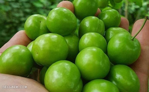 خواص گوجه سبز