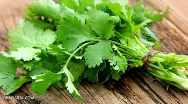 غذای شمالی طلا کوله غورابه/خورش غورابه