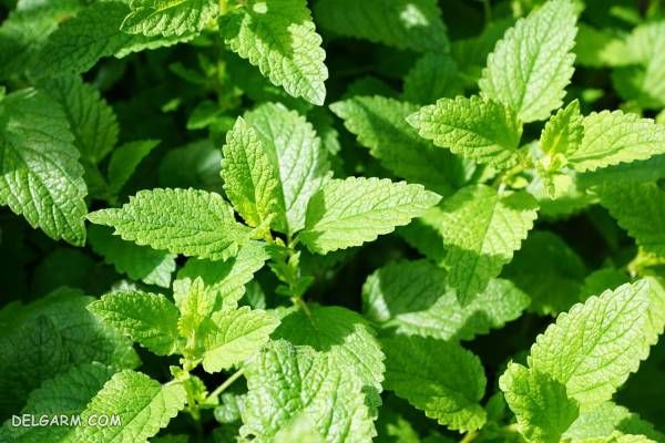 سبزی خورش غورابه/سبزی طلا کوله غورابه