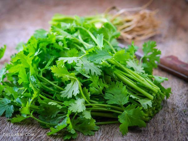 دستور تهیه طلا کوله غورابه/خورش طلا کوله غورابه