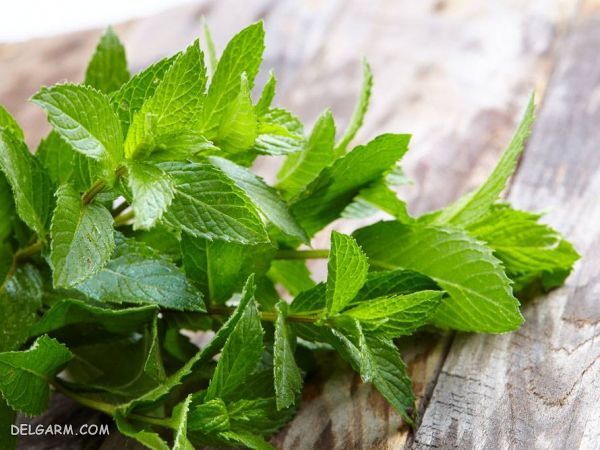 کولی غورابیج/دستور تهیه غورابیج گیلانی