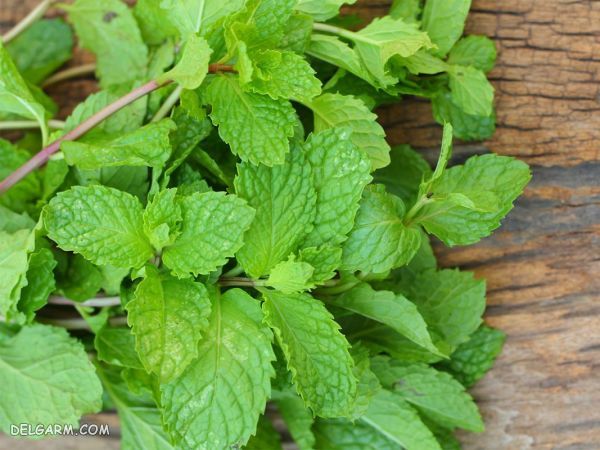 سبزی معطر ترشی/سبزی مخصوص ترشی