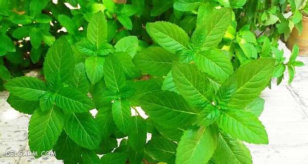 سبزی برای ترشی/چه سبزی برای ترشی