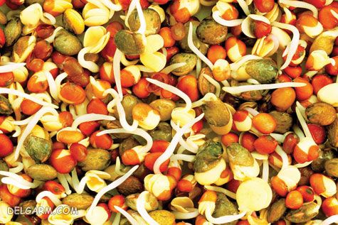 خواص جوانه ها/مزایای جوانه ها