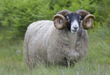 تعبیر خواب قوچ 🐏 (کامل و رایگان | از نظر معبران و موضوعات مختلف)