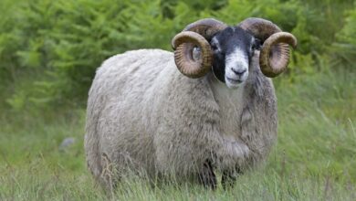 تعبیر خواب قوچ 🐏 (کامل و رایگان | از نظر معبران و موضوعات مختلف)