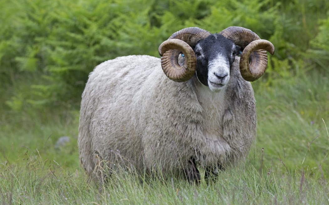 تعبیر خواب قوچ 🐏 (کامل و رایگان | از نظر معبران و موضوعات مختلف)