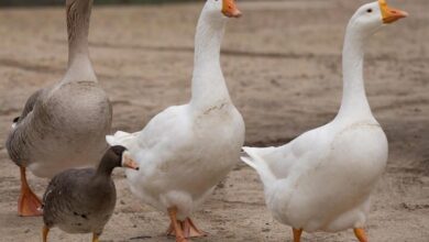 تعبیر خواب غاز 🦢 (کامل و رایگان | از نظر معبران و موضوعات مختلف)