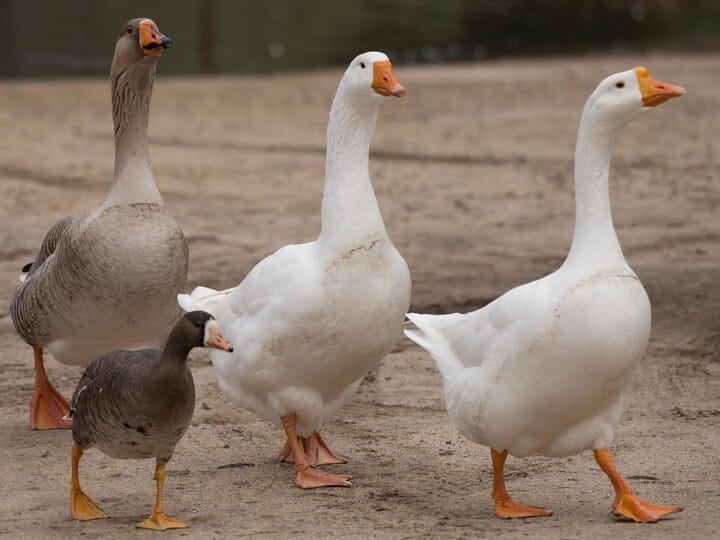تعبیر خواب غاز 🦢 (کامل و رایگان | از نظر معبران و موضوعات مختلف)