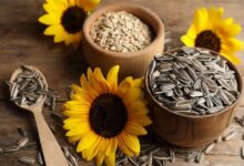 تعبیر خواب تخمه 🌱 (کامل و رایگان | از نظر معبران و موضوعات مختلف)