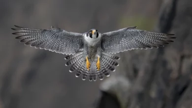 تعبیر خواب شاهین 🐦 (کامل و رایگان | از نظر معبران و موضوعات مختلف)