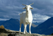 تعبیر خواب بز 🐐 (کامل و رایگان | از نظر معبران و موضوعات مختلف)