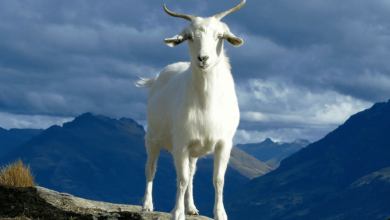 تعبیر خواب بز 🐐 (کامل و رایگان | از نظر معبران و موضوعات مختلف)