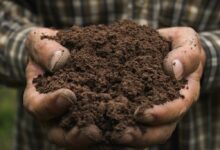 تعبیر خواب خاک 🌱 (کامل و رایگان | از نظر معبران و موضوعات مختلف)