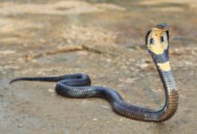 تعبیر خواب مار 🐍 (کامل و رایگان | از نظر معبران و موضوعات مختلف)