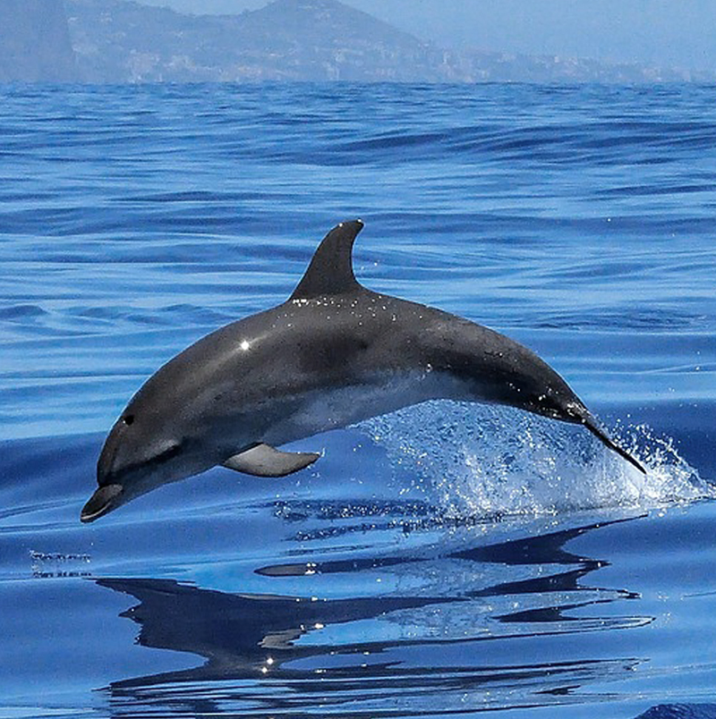 تعبیر خواب دلفین 🐬 (کامل و رایگان | از نظر معبران و موضوعات مختلف)