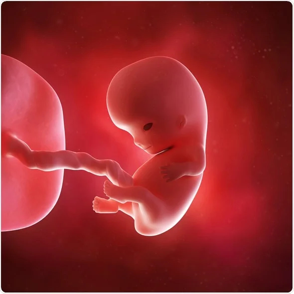 تعبیر خواب جنین 👶 (کامل و رایگان | از نظر معبران و موضوعات مختلف)