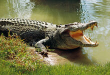 تعبیر خواب تمساح 🐊 (کامل و رایگان | از نظر معبران و موضوعات مختلف)
