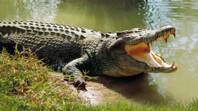 تعبیر خواب تمساح 🐊 (کامل و رایگان | از نظر معبران و موضوعات مختلف)