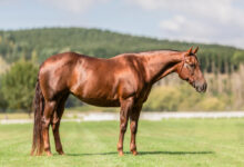 تعبیر خواب اسب 🐴 (کامل و رایگان | از نظر معبران و موضوعات مختلف)