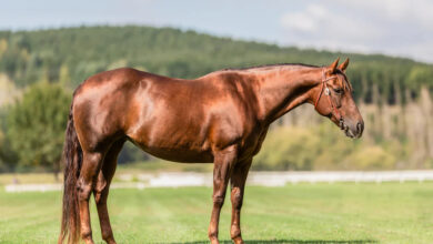 تعبیر خواب اسب 🐴 (کامل و رایگان | از نظر معبران و موضوعات مختلف)