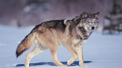 تعبیر خواب گرگ 🐺 (کامل و رایگان | از نظر معبران و موضوعات مختلف)