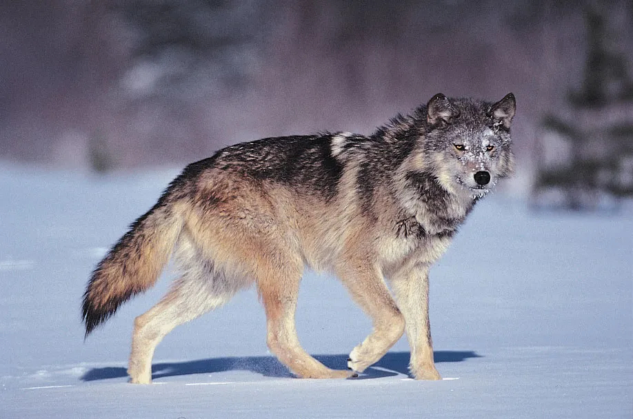 تعبیر خواب گرگ 🐺 (کامل و رایگان | از نظر معبران و موضوعات مختلف) تعبیر خواب گرگ 🐺 (کامل و رایگان | از نظر معبران و موضوعات مختلف)