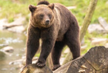 تعبیر خواب خرس 🐻 (کامل و رایگان | از نظر معبران و موضوعات مختلف)