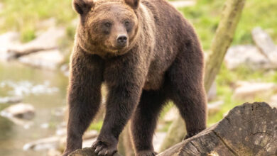 تعبیر خواب خرس 🐻 (کامل و رایگان | از نظر معبران و موضوعات مختلف)