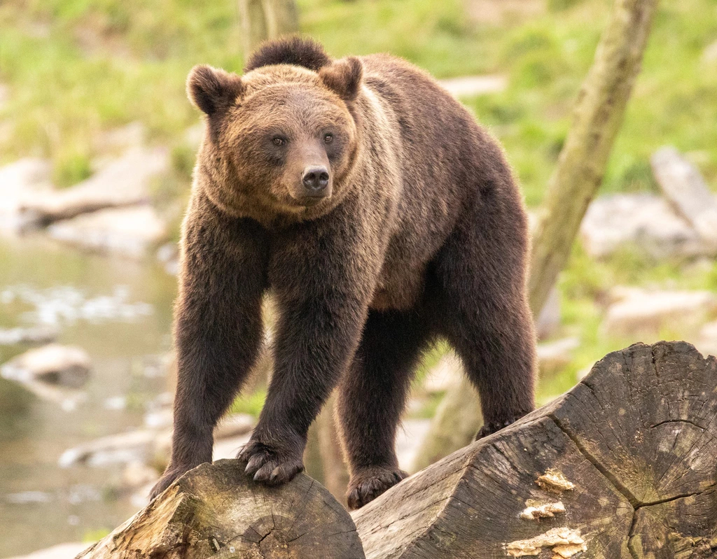 تعبیر خواب خرس 🐻 (کامل و رایگان | از نظر معبران و موضوعات مختلف) تعبیر خواب خرس 🐻 (کامل و رایگان | از نظر معبران و موضوعات مختلف)