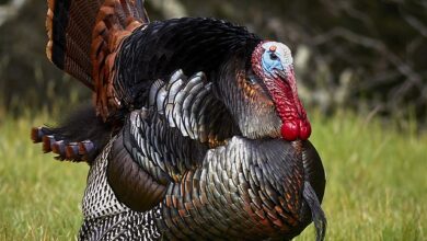 تعبیر خواب بوقلمون 🦃 (کامل و رایگان | از نظر معبران و موضوعات مختلف)