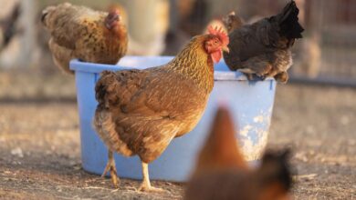 تعبیر خواب مرغ 🐔 (کامل و رایگان | از نظر معبران و موضوعات مختلف)