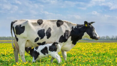 تعبیر خواب گاو 🐄 (کامل و رایگان | از نظر معبران و موضوعات مختلف)
