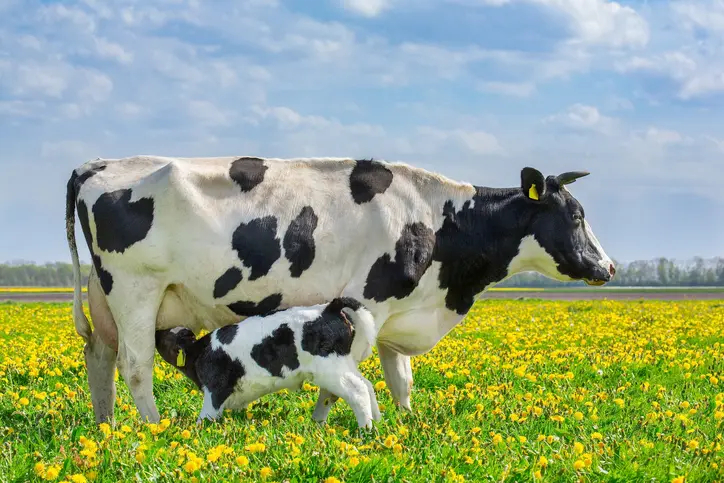 تعبیر خواب گاو 🐄 (کامل و رایگان | از نظر معبران و موضوعات مختلف) تعبیر خواب گاو 🐄 (کامل و رایگان | از نظر معبران و موضوعات مختلف)