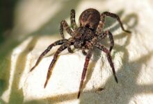 تعبیر خواب عنکبوت 🕷️ (کامل و رایگان | از نظر معبران و موضوعات مختلف)