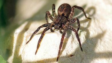 تعبیر خواب عنکبوت 🕷️ (کامل و رایگان | از نظر معبران و موضوعات مختلف)