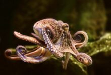 تعبیر خواب هشت پا یا اختاپوس 🐙 (کامل و رایگان | از نظر معبران و موضوعات مختلف)