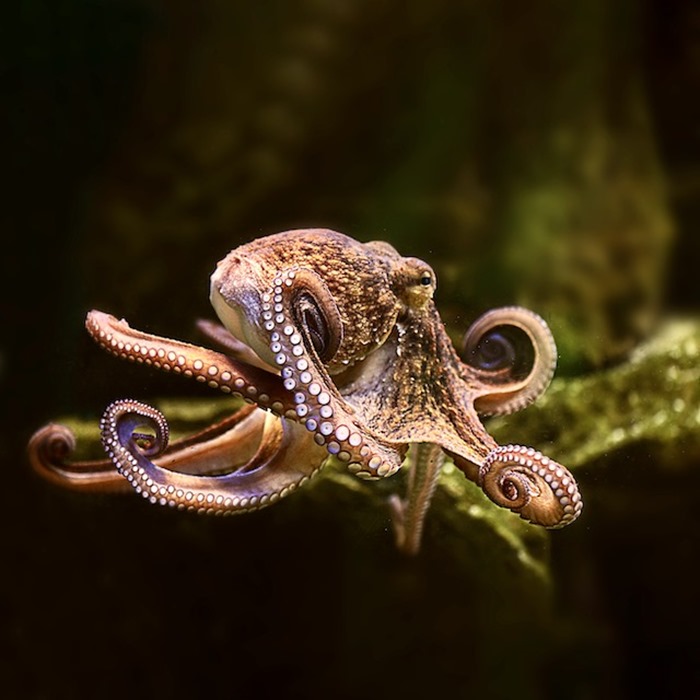 تعبیر خواب هشت پا یا اختاپوس 🐙 (کامل و رایگان | از نظر معبران و موضوعات مختلف)