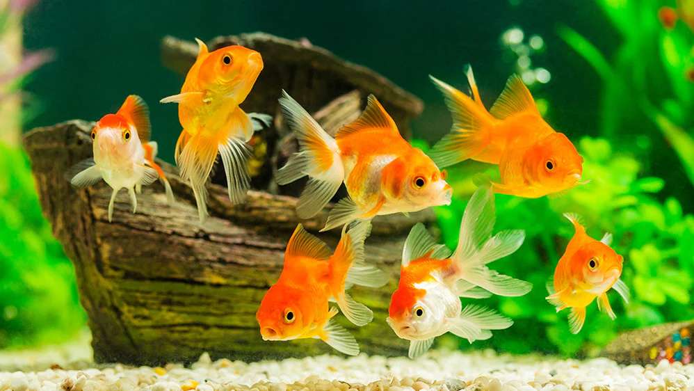 تعبیر خواب ماهی 🐟 (کامل و رایگان | از نظر معبران و موضوعات مختلف) تعبیر خواب ماهی 🐟 (کامل و رایگان | از نظر معبران و موضوعات مختلف)