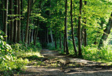 تعبیر خواب جنگل 🌳 (کامل و رایگان | از نظر معبران و موضوعات مختلف)