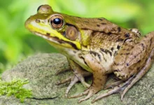 تعبیر خواب قورباغه🐸 (کامل و رایگان | از نظر معبران و موضوعات مختلف)